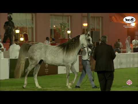 N 225 DAREEN ALSAYED   10th Arabian Horse Show for local Breeders in Saudi Arabia 2021   Fillies 3 Y