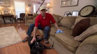 How to Clean Pet Hair Off Furniture | Today