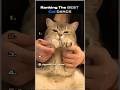 Ranking The Best Cat Dance