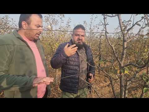 Appropriate Time of Training pruning in Apple