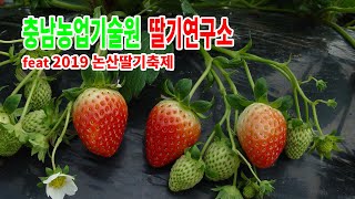 충남농업기술원 딸기연구소 (feat 2019 논산딸기축제)