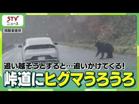 雪ちらつく峠道にヒグマ　車の周りをウロウロ　追い越そうとすると…追いかけてくる！　北海道