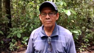 preview picture of video 'Deforestacion Tamshiyacu - Loreto - Rio Amazonas'
