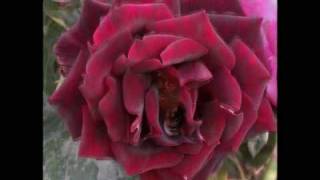 SUMMER IN DECEMBER - Modern Talking