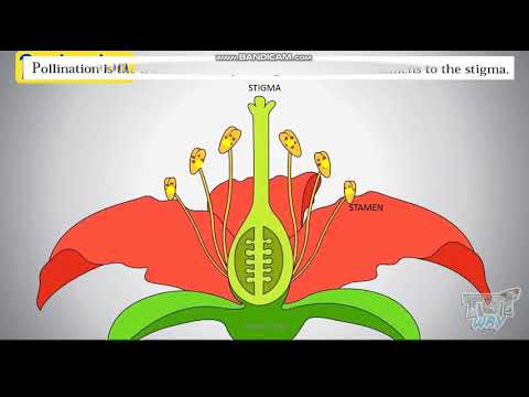 REPRODUCTION IN FLOWERING PLANTS