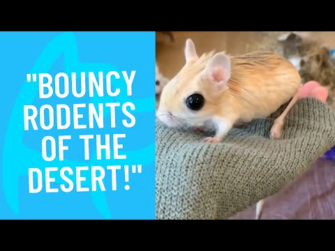 Jerboas Can Jump 10 Feet In The Air!