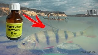 Почему рыба клюет у нее же нет клюва