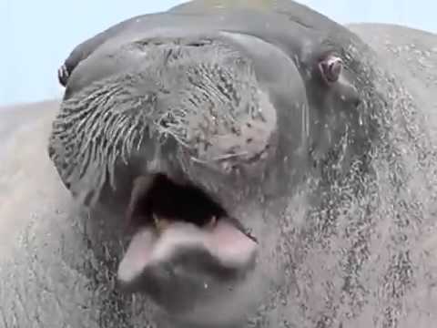 Lopa e detit imiton kolegët