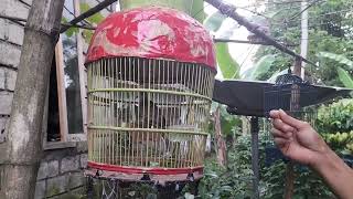 Download lagu perkutut harga 1 milyar mp3