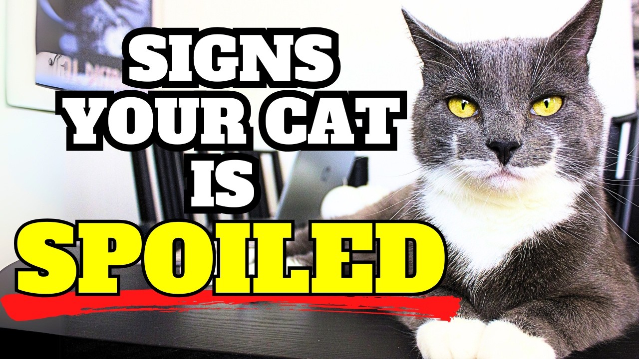 Is your cat spoiled? 12 signs your cat is spoiled