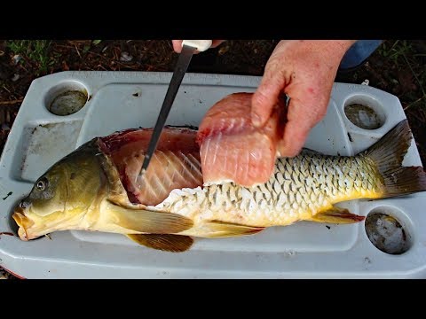 image-Are carp worth eating?