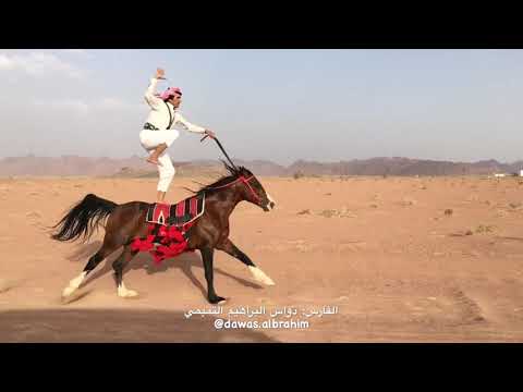 Best Horse Rider/Aamazing Arab Horse riding
