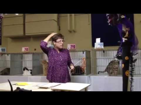 RW QGC Wildersnesswell Taboo of WildLegacy JAZZY CATS cat show October 2016