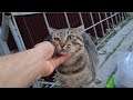 Very Cute Male Tabby Cat