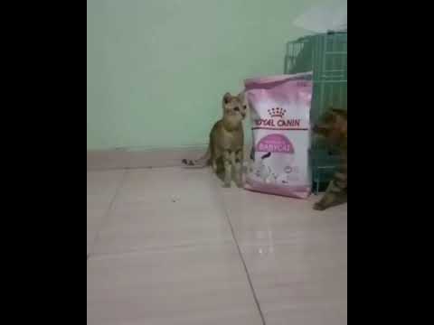 Bengal Cat Sweet Moment Romantic Couple Varga x Kitty 🐱