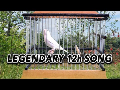 CANARY Singing 12h Training Song