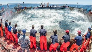 World Big Catch Fishing Tuna With Big Boat - Lot Of Live Fish Cactching At Sea