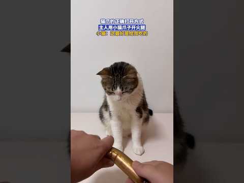猫爪的正确打开方式，主人用小猫爪子开火腿