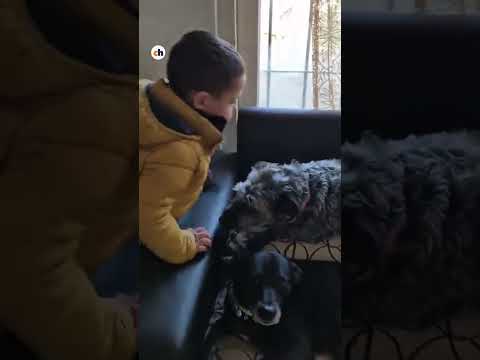 Primero sus perritos: la tierna rutina de un nene cada vez que vuelve del jardín