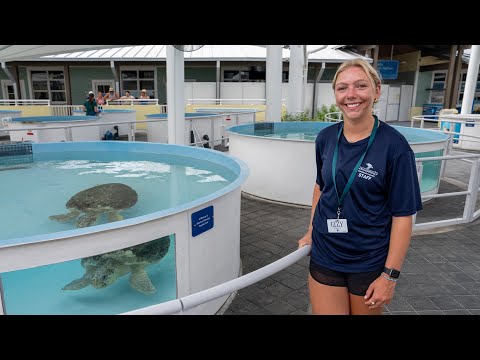 Sea Turtle Internship at Loggerhead Marine Center in Juno Beach, Florida