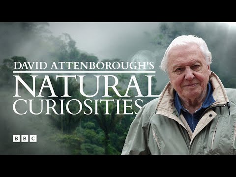 David Attenborough's Natural Curiosities | BBC Select