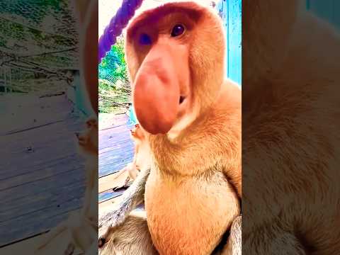 hau hau #anmals #animal #wildlife #newvideo #shorts #viralanimals