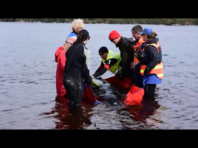 Hopes fade for more survivors in Australia mass whale stranding