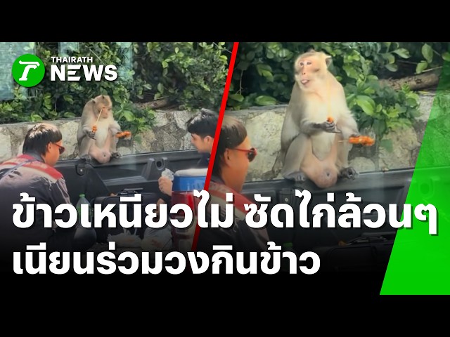 เนียนเลยนะ! ลิงเขาสามมุขร่วมวงข้าวเหนียวไก่ย่าง 2 หนุ่ม | 22 ต.ค. 69 | ห้องข่าวหัวเขียว
