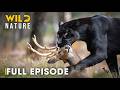 Shadow Predators FULL EPISODE The Most Brutal Fight For Survival Animal Documentary
