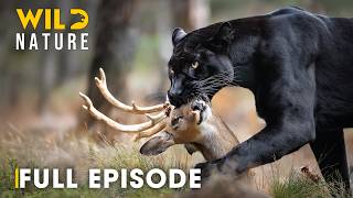 Download lagu Shadow Predators (FULL EPISODE) | The Most Brutal Fight for Survival | Animal documentary mp3 Download lagu Shadow Predators (FULL EPISODE) | The Most Brutal Fight for Survival | Animal documentary mp3