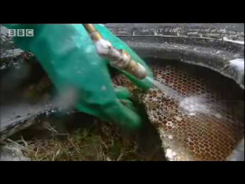 Killer bees - don't provoke an attack - Ultimate Killers - BBC wildlife