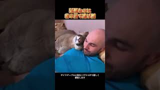 猛獣なのに豹の前で逃げ腰 #ピューマ #珍しいペット #癒し動物