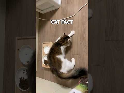 Cat Fact - Why do cats scratch around their food? #shorts #catshorts #catfacts
