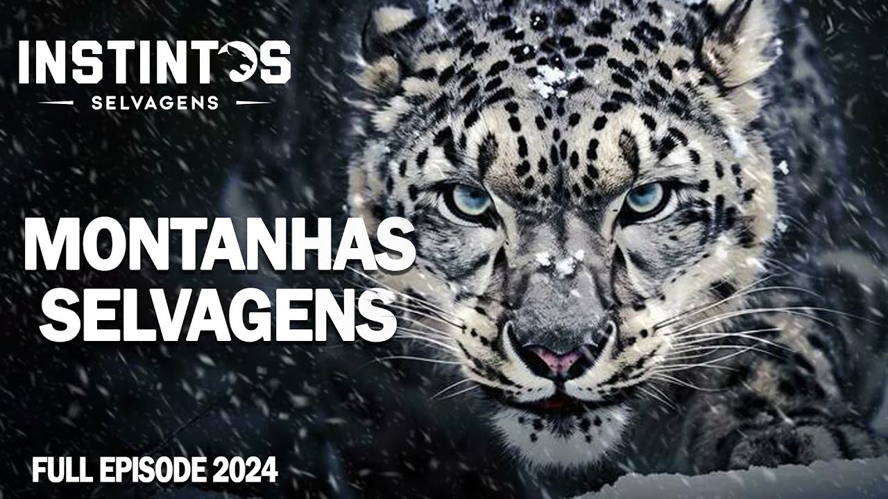 MONTANHAS SELVAGENS | Sobrevivência Extrema nas Montanhas Majestosas | Documentário Animais