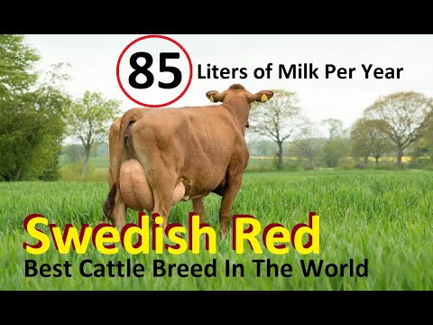 , title : 'Best Cattle Breed For Milk Production In The World | Swedish Red Cattle Breed |'