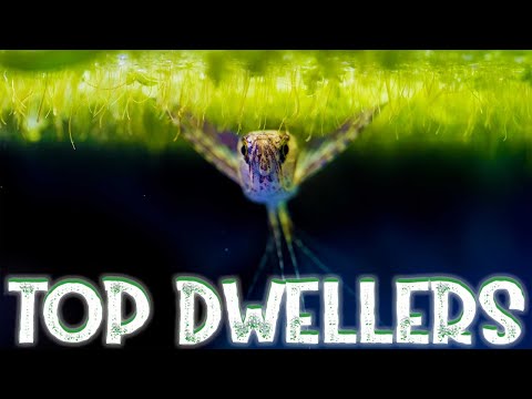 Top Dwelling Fish for your Aquarium