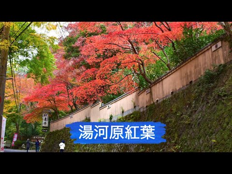 湯河原紅葉