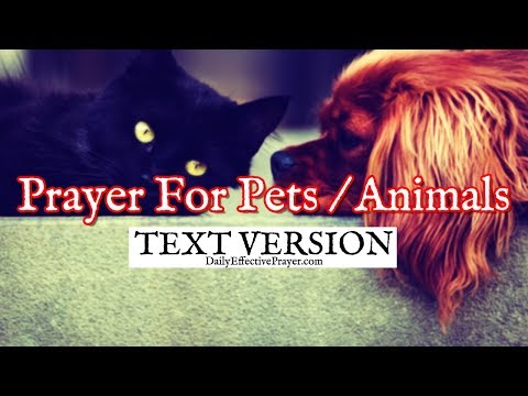 Prayer For Pets / Animals (Text Version - No Sound) Video