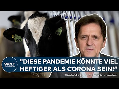 VOGELGRIPPE IN DEN USA: Zweiter Mensch nach Kuh-Kontakt infiziert - Naht die nächste Pandemie?
