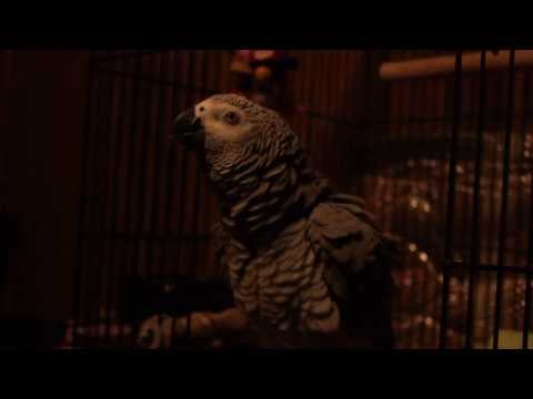 Cecil African Grey Parrot Talking a bit
