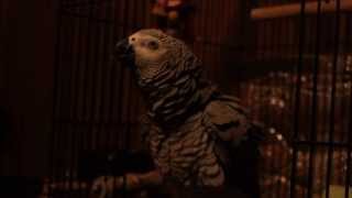 Cecil African Grey Parrot Talking a bit