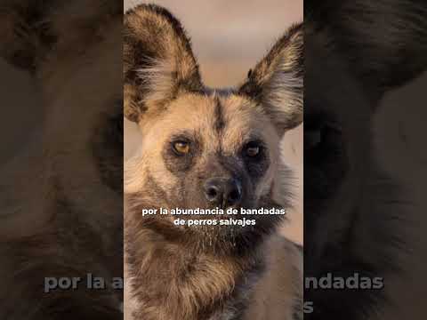 Los riesgos de viajar de Rosario a Santa Fe en el 1800. Rosario, 300 años de historia