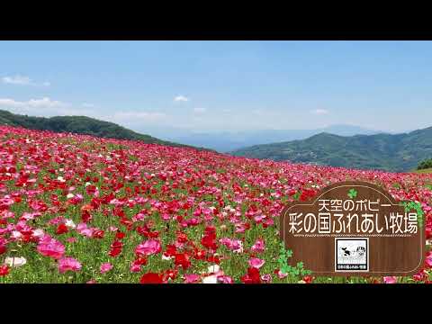 ⑩ふれあい高原牧場