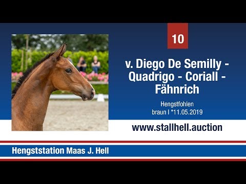 1. Online Fohlenauktion - Nr. 10 Diego de Semilly x Quadrigo