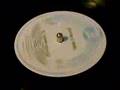 THE BLEECHERS - Check Him Out ( upsetters ...