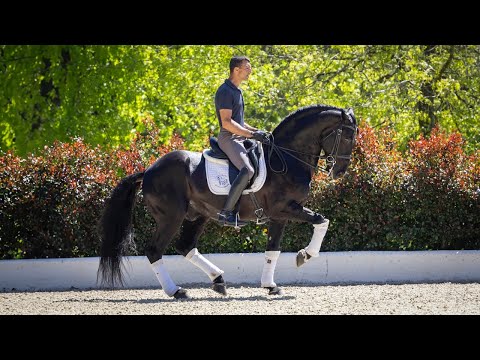 Horse for Sale |  Black LusoWarmblood Schoolmaster Stallion (REF#914)