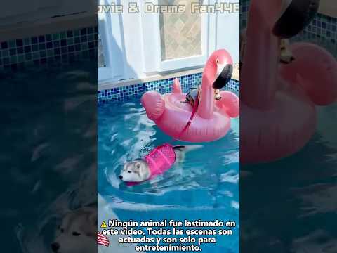 ¡Para él, una piscina de un metro era todo el océano Pacífico! 🤣🐶🌊 #shorts #funny #comedy
