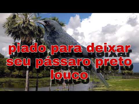 fêmea de pássaro preto chamando ou graúna