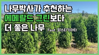 에메랄드그린보다 파스티기아타!! 강력 추천합니다.