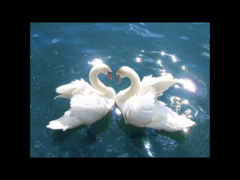 Celebija - Dozvola za ljubav